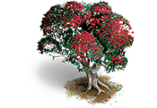 pöhutukawa Weihnachtsbaum